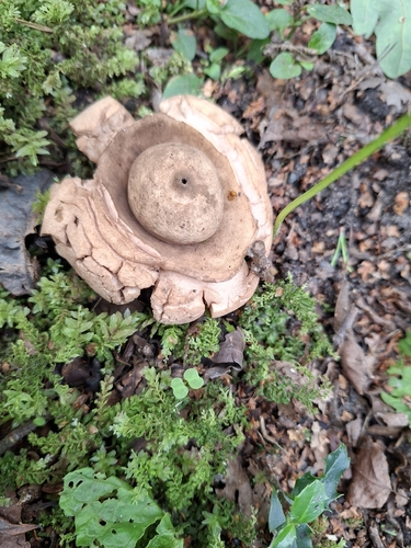 Collared Earthstar