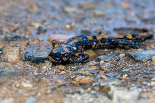 North African Fire Salamander
