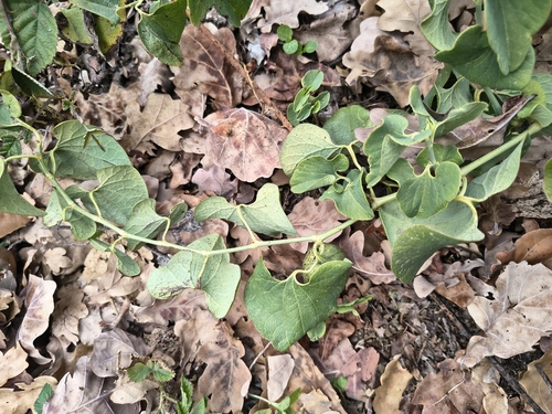 Birthwort