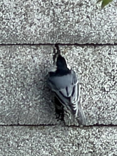 White-breasted Nuthatch