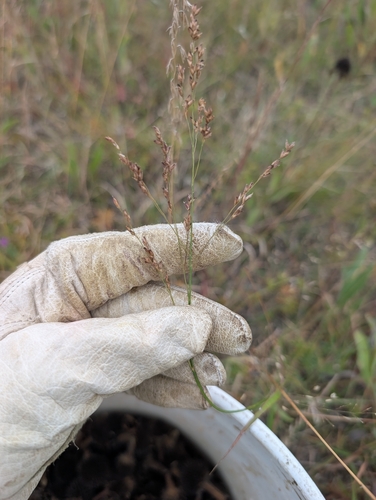 switchgrass