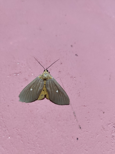 Tropical Tiger Moth