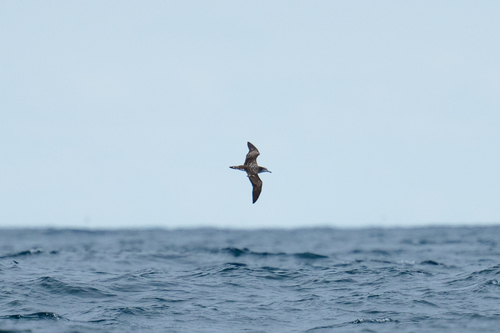 Streaked Shearwater