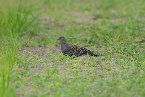 Oriental Turtle-Dove