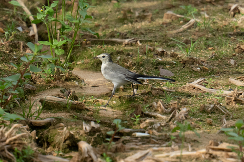 White Wagtail