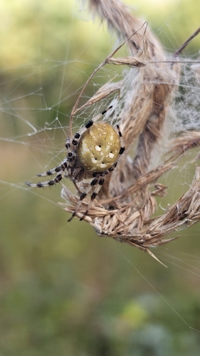 Four-spot Orbweaver