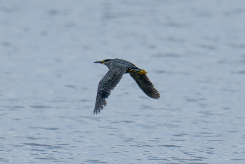 Little Heron
