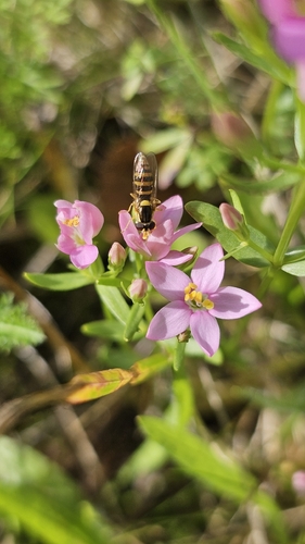 Common centaury