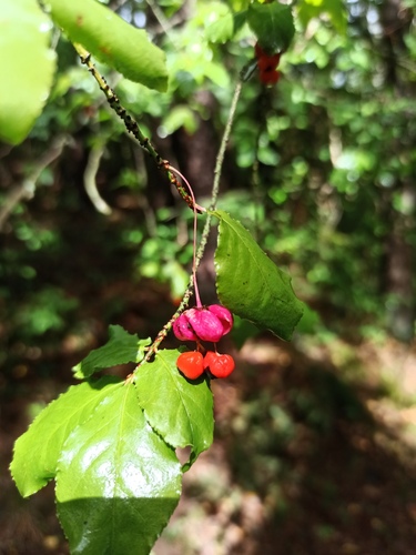 Warty-barked Spindle