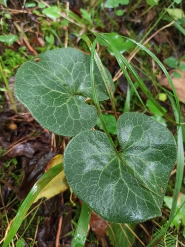 Asarabacca