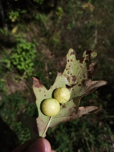 Cherry Gall Wasp