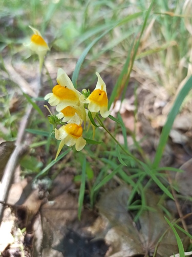 common toadflax