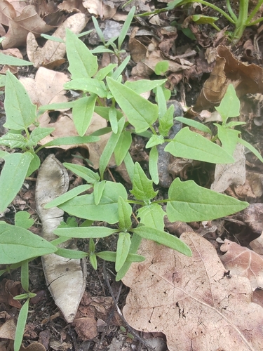 Eurasian maple-leaved goosefoot
