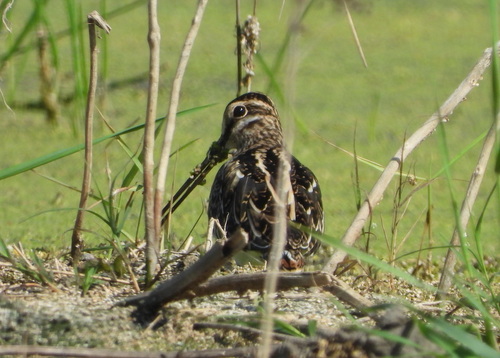 Common Snipe