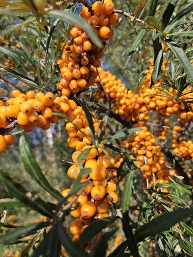 Sea-buckthorn