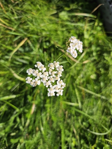 common yarrow