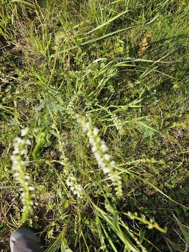 White Sweetclover