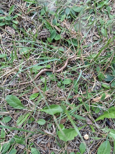 Common Slowworm