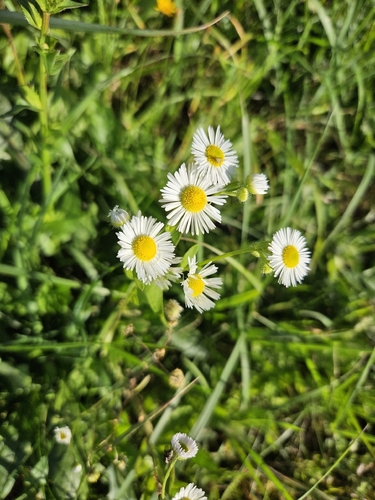 annual fleabane