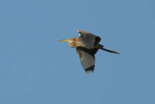 Purple Heron