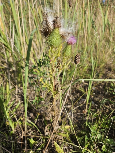 Bull Thistle
