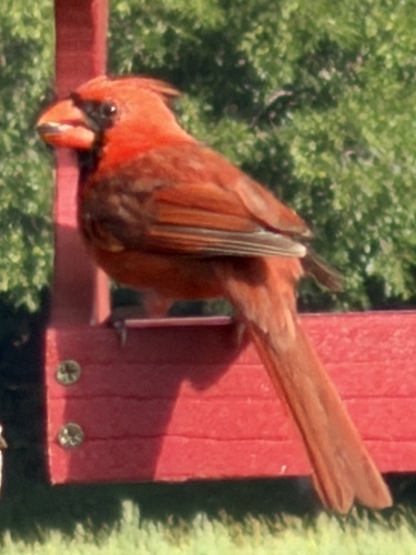 Northern Cardinal