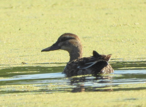 Garganey