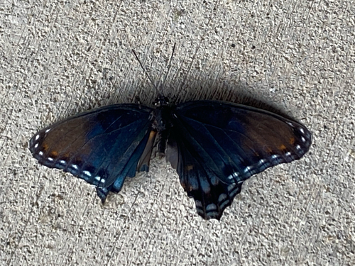 Red-spotted Purple