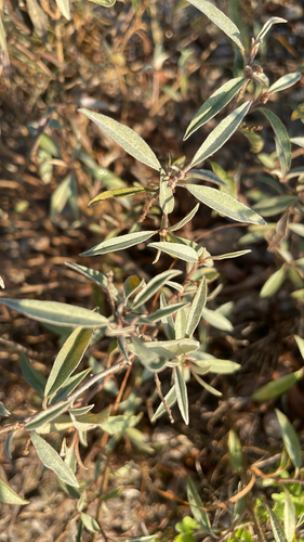 grassland croton