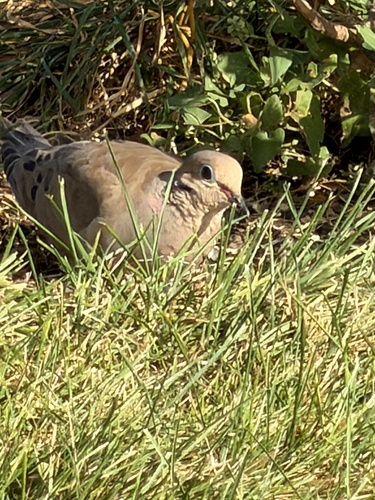 Mourning Dove