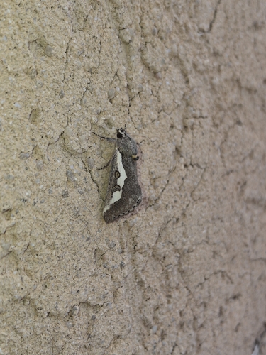 Purslane Moth