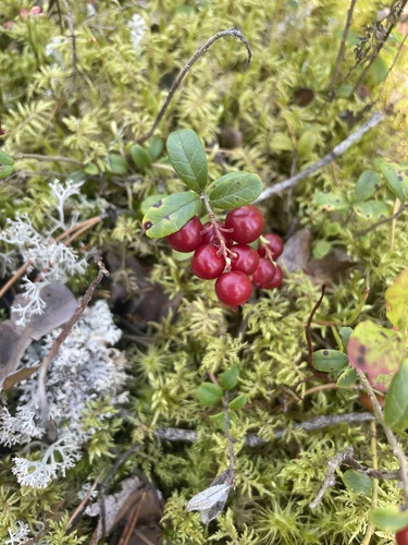 Lingonberry