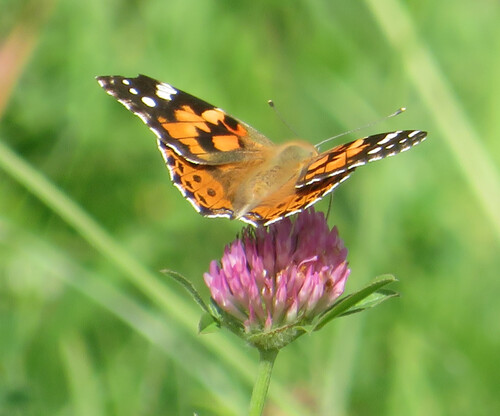 Painted Lady