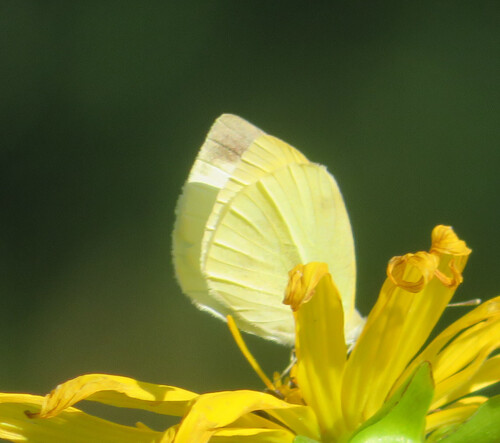 Small White