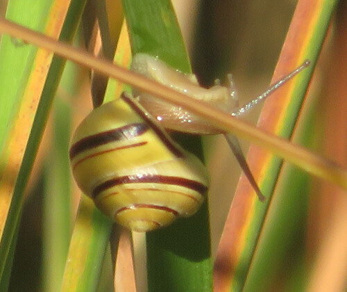Brown-lipped Snail