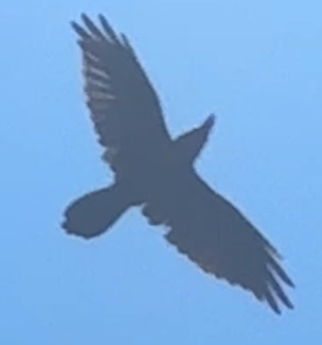 Common Raven