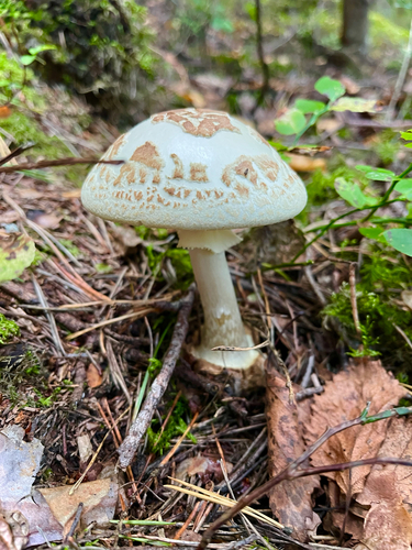False Death-cap