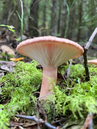 Woolly Milkcap