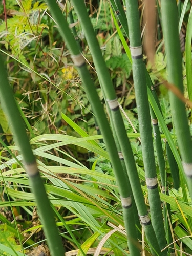 rough horsetail