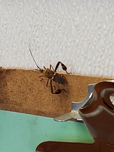 Western Leaf-footed Bug