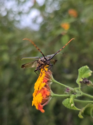 Retrachydes thoracicus