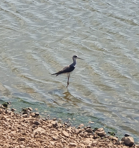 Black-winged Stilt