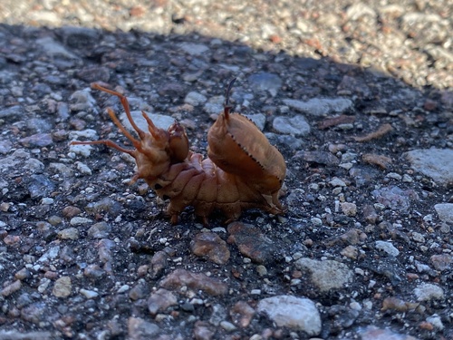 Lobster moth