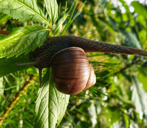 Roman Snail