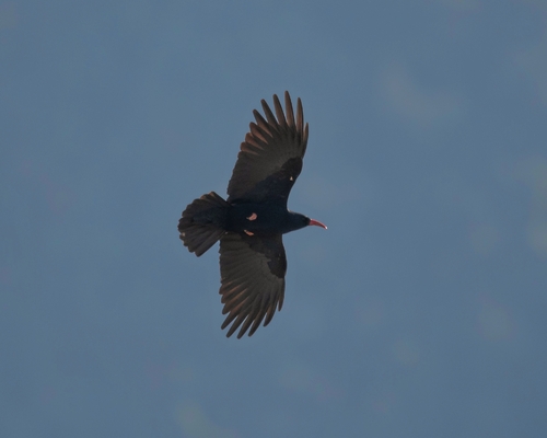 Red-billed Chough