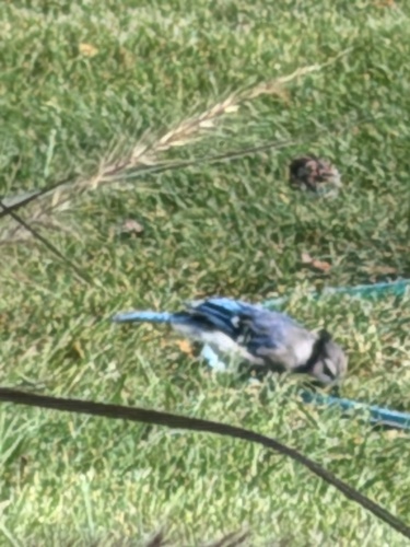 Blue Jay