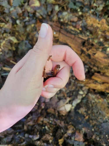 Eastern Red-backed Salamander