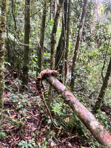 Yarará Lancehead
