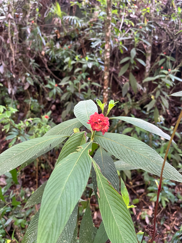 Palicourea ruelliifolia