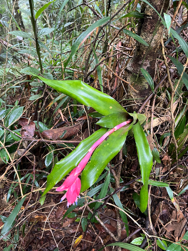 Billbergia euphemiae
